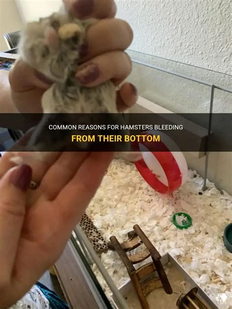 News Hamster Bleeding From Bum