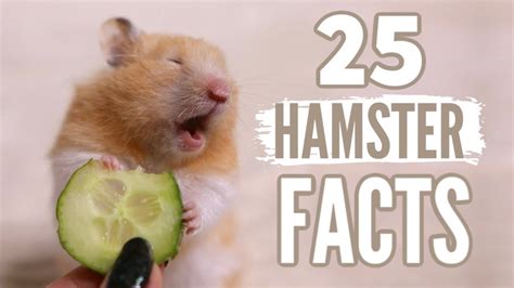 hamster facts for beginners