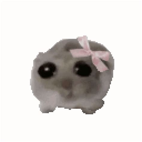 Hamster Sticker by imoji for iOS & Android GIPHY
