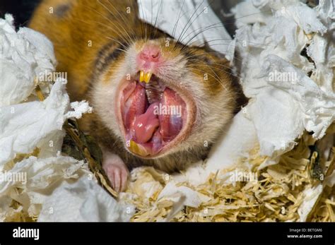 Hamster Yawning