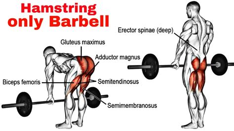 Hamstring Exercises At Home With Barbell