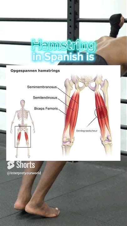Hamstring In Spanish