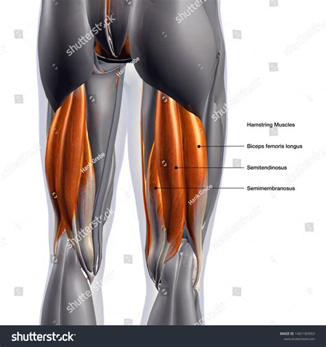 Hamstring Labeled