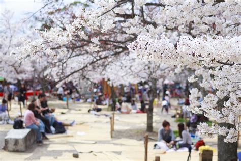 Hanami Blossoms Remind Japan's First Organized Cherry Blossom Festival Was Organized in Hanami Sakura