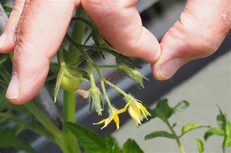 Hand Pollinating Tomatoes: A Comprehensive Guide