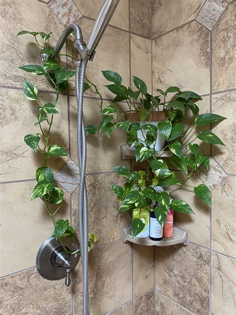 Hand Shower For Plants