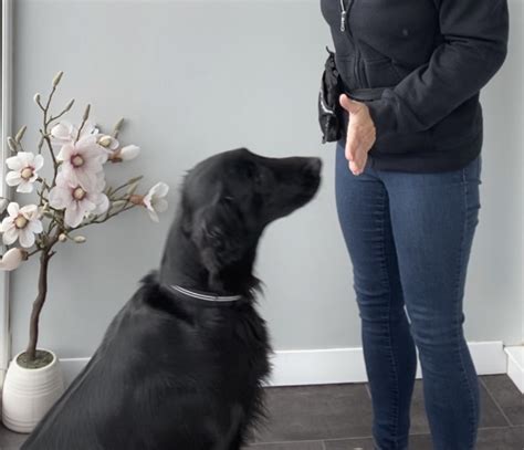 Hand Touch Dog Training