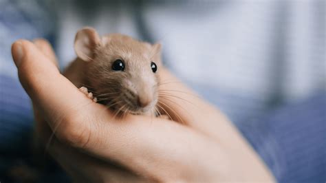 Handling Pet Rats Regularly
