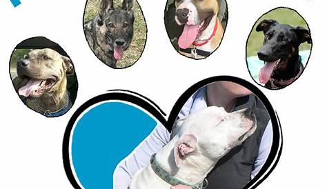 Lucky Paws Dog Rescue Inc. - PetRescue