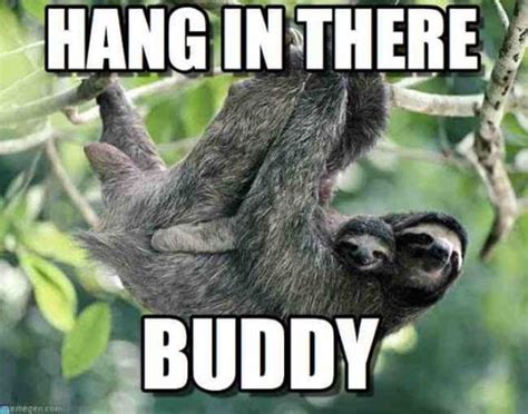 hang in there sloth meme