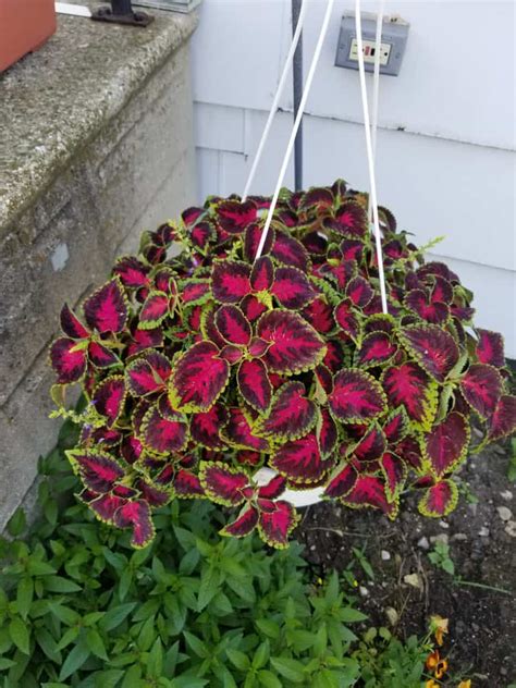 Fuchsia Hanging Basket Shade Plants Annual plants, Shade plants