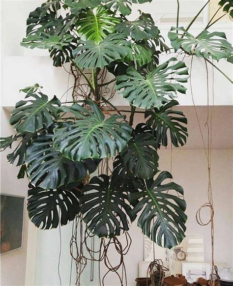 Monstera Hanging Plant Indoor Plants