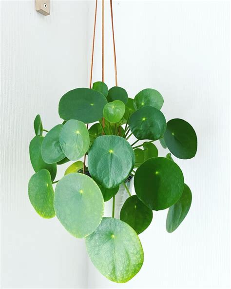 Hanging Pilea with Wood Base Opalhouse™ in 2021 Hanging plants