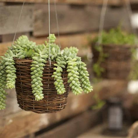 Top 5 Hanging Succulent Planters Worth Having