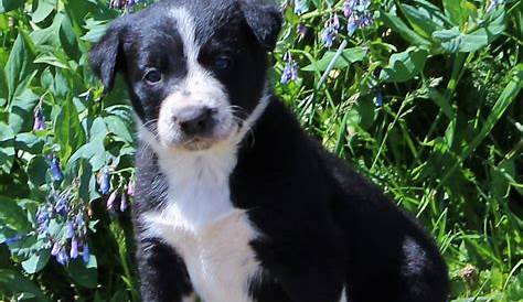 Hanging Tree Border Collie Mix