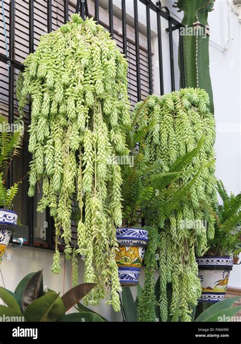 Hanging Baskets Drooping