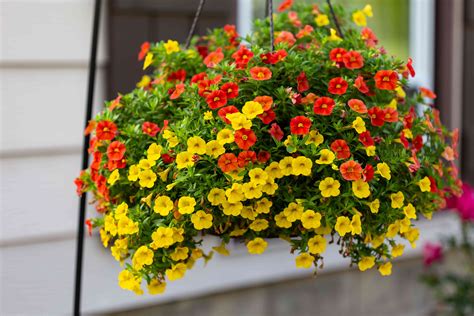 Hanging Baskets Flowers