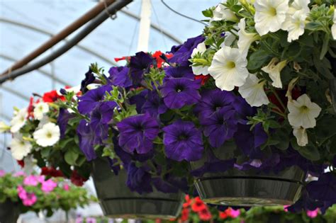 Hanging Baskets For Direct Sunlight