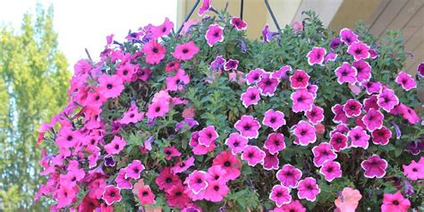 Hanging Baskets For Full Sun