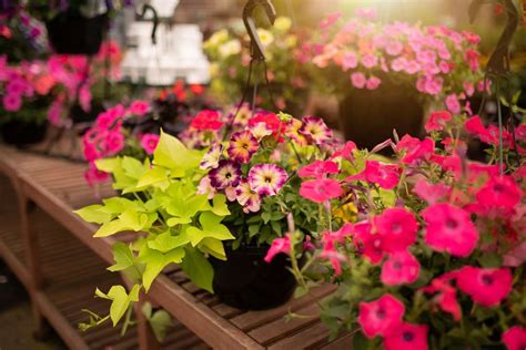 Hanging Baskets Looking Tired