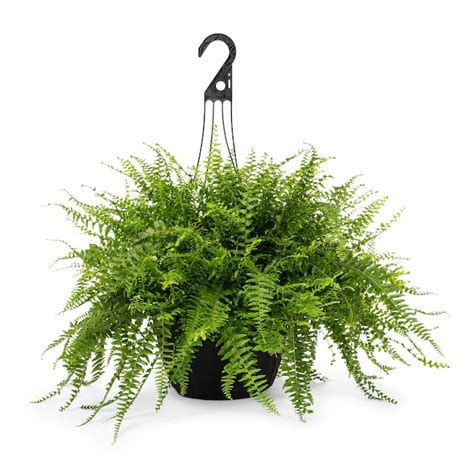 Hanging Ferns Lowes