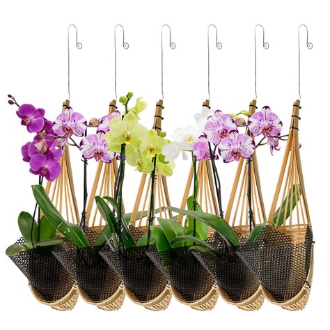 Hanging Orchids Planter