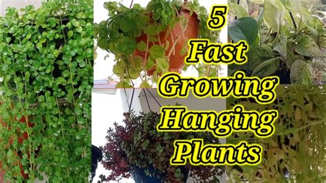 Hanging Plants Care