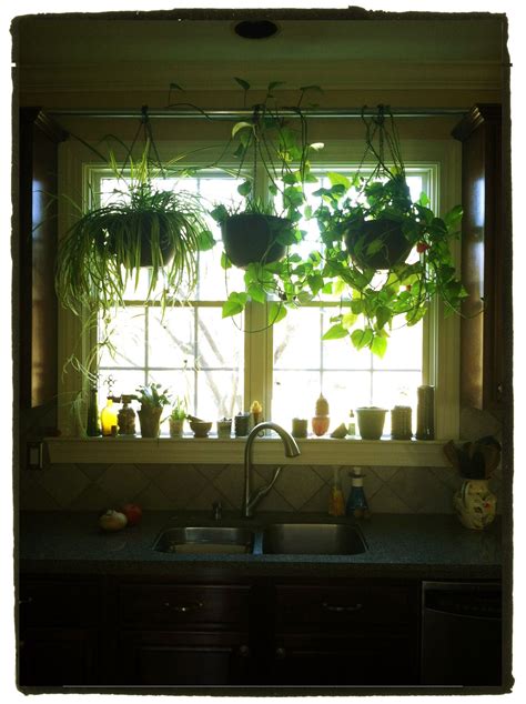 Hanging Plants Kitchen Window