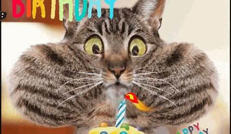 Happy Birthday Cat ‑GIFit | Tenor