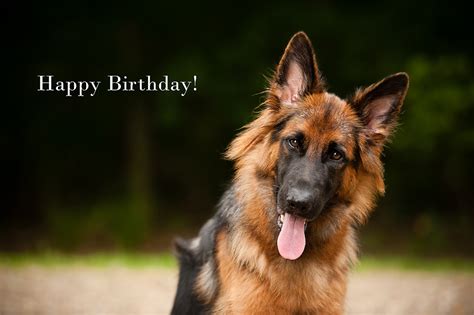 Happy Birthday Images German Shepherd