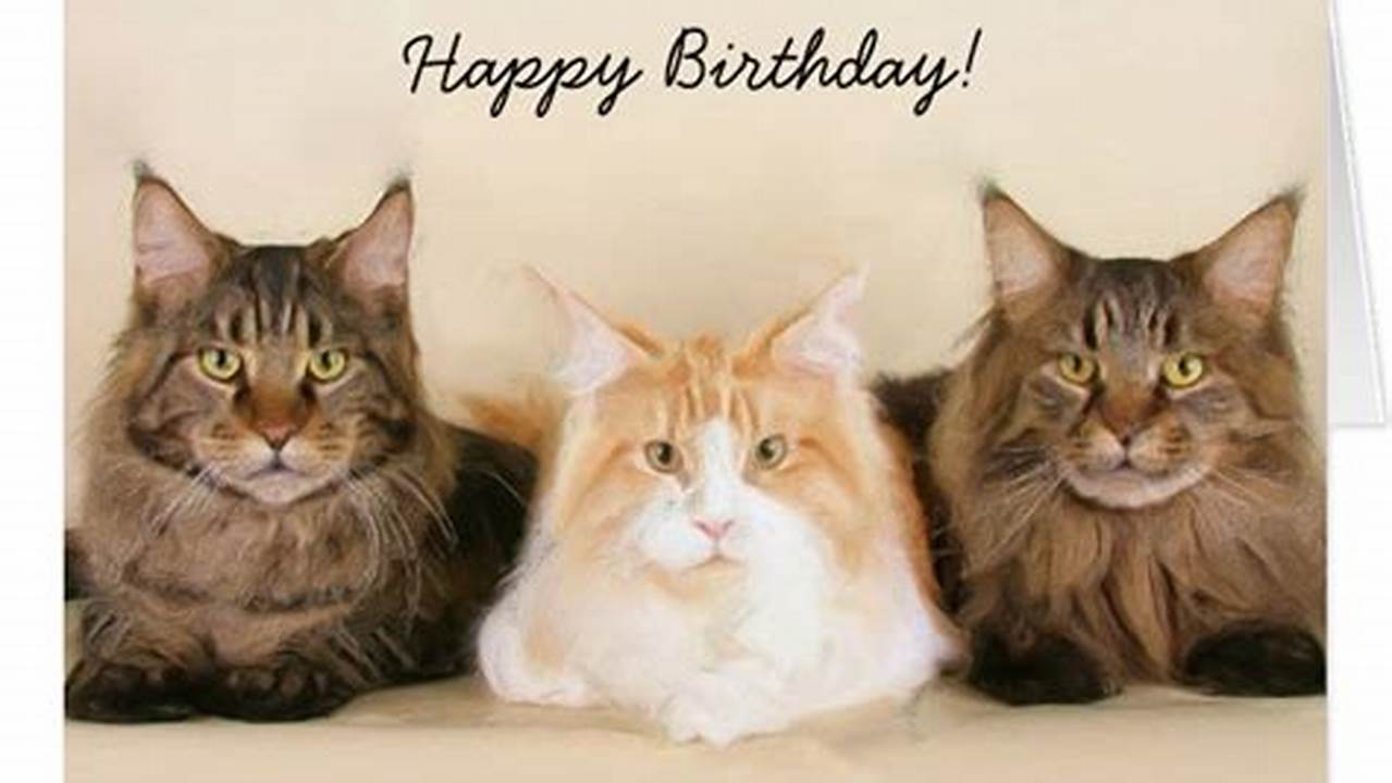 Happy Birthday Maine Coon Cat