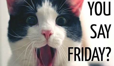 Happy Friday everyone! #aww #cute #animals #cats #dogs | Funny cat