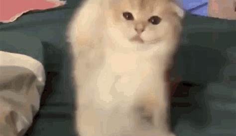 Yay Cat GIF - Yay Cat Happy - Discover & Share GIFs