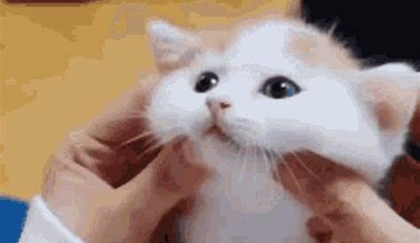 Cats GIF - Happycat - Discover & Share GIFs