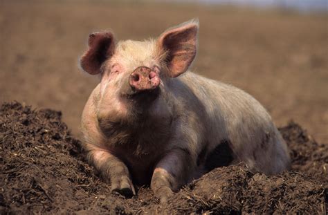 happy pig in mud