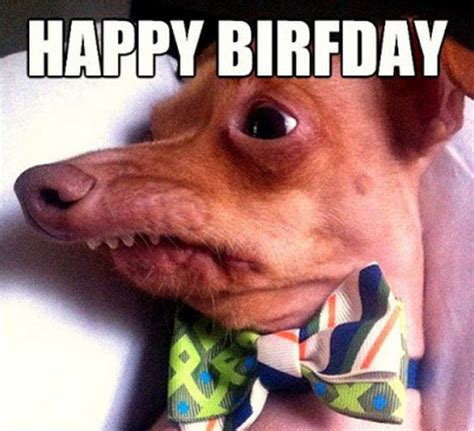 Happy birfday Phteven Dog Meme Generator