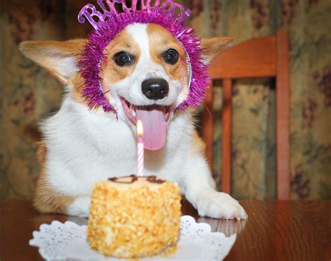 happy birthday cake dog images