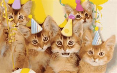 happy birthday cats gif