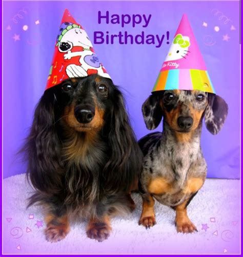 Make a wish, Rex! chocolate and tan mini dachshund birthday in 2020