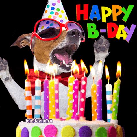 happy birthday gif with dogs and cats