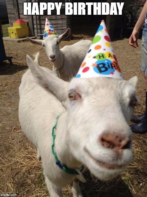happy birthday goat meme