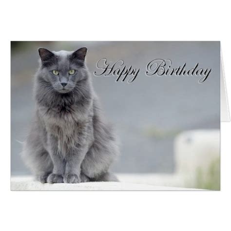 happy birthday grey cat
