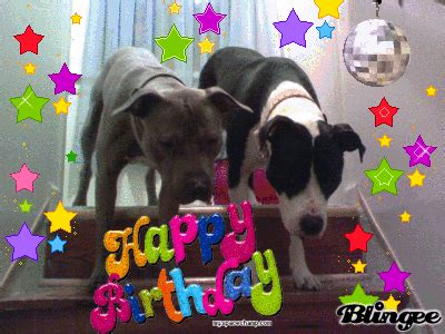 happy birthday pitbull gif