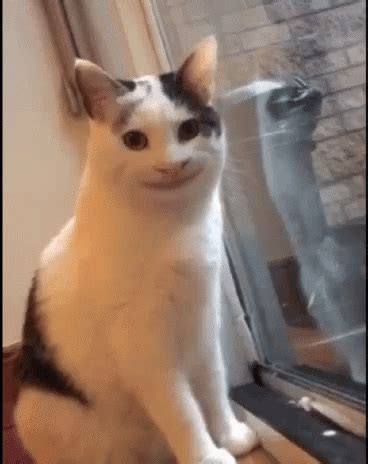happy happy happy cat meme gif