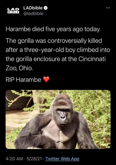 harambe died what year