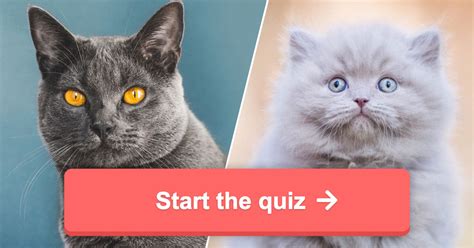 Hard Cat Quiz