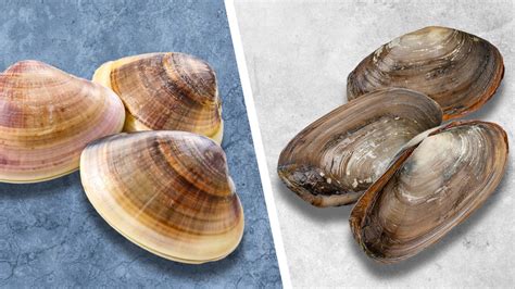 Hard shell, soft core? hardshell vs. softshell