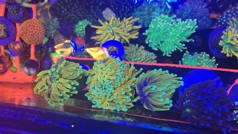 Hardest Coral To Keep