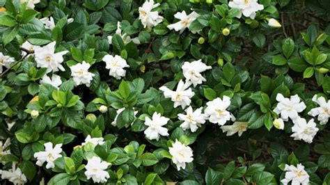 Hardiest Gardenia