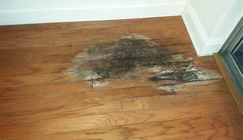Wood Floor Water Damage Mold How To Detect Water Damage Around Your